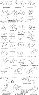 Marine Fungi: A Source of Potential Anticancer Compounds